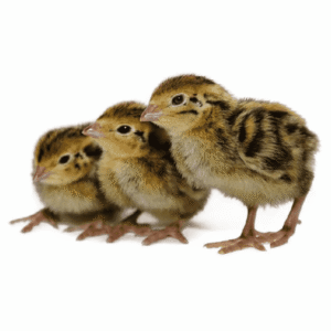 Quail / Bater Chicks (₹12 per chick)