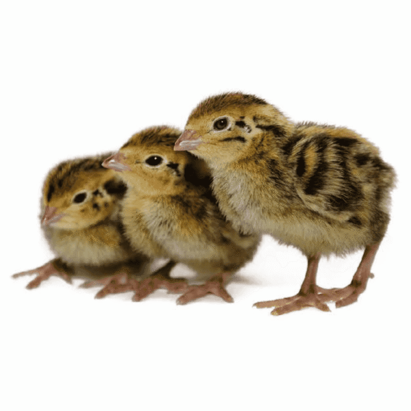 Quail / Bater Chicks (₹12 per chick)