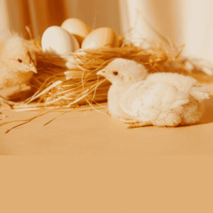 Broiler Chicks (₹40 per chick)