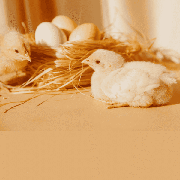 Broiler Chicks (₹40 per chick)