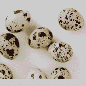 Quail Eggs / Bater Eggs (₹10 per egg)