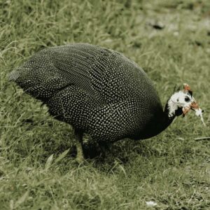 Guinea Fowl