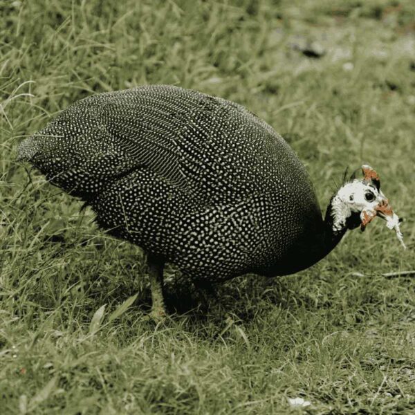 Guinea Fowl