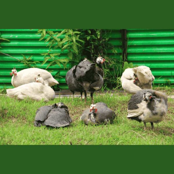 Guinea Fowl - Image 2