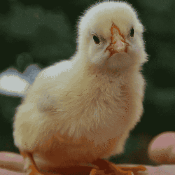 Sonali Chicks (₹28 per Chick)