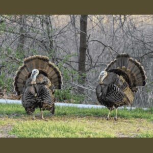 Turkey Bird