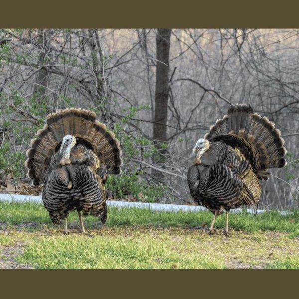 Turkey Bird - Image 2