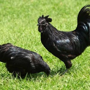 Kadaknath Day-Old Chicks (₹40 per chick)