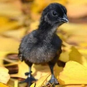Kadaknath Day-Old Chicks (₹40 per chick)