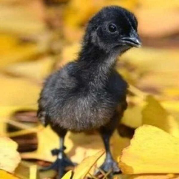 Kadaknath Day-Old Chicks (₹40 per chick) - Image 2