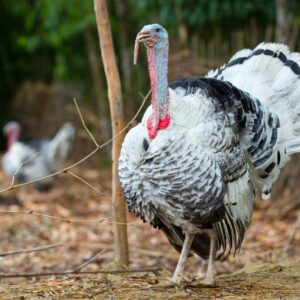 Turkey Bird