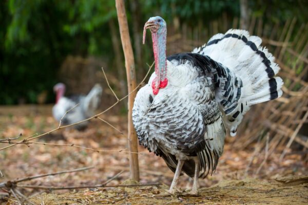 Turkey Bird