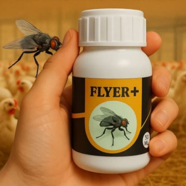 flyer plus